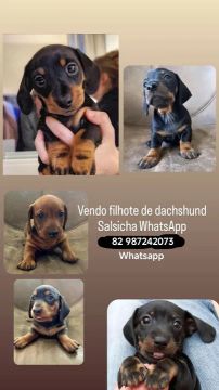 Filhotes de Dachshund