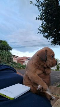 Doação de filhotes 