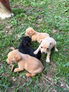 Pinscher puros 