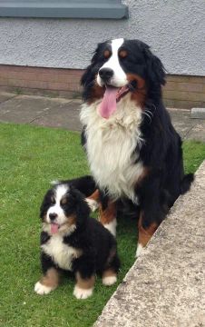 O magnífico bernese 