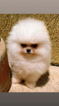 Filhote Lulu da Pomerânia anão 