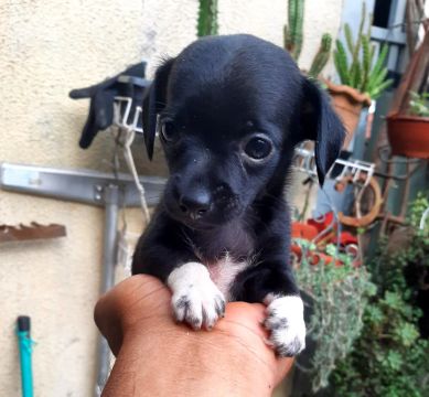 Filhote de pinscher 01