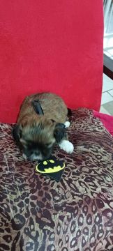 Shih tzu Machinho 