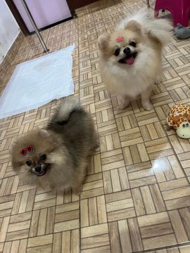 Lulu da Pomerania ( Spitz alemão anã)