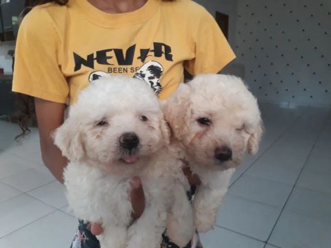 Dois filhotes de Poodle MACHOS