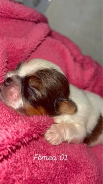 FILHOTES DE SHIH TZU