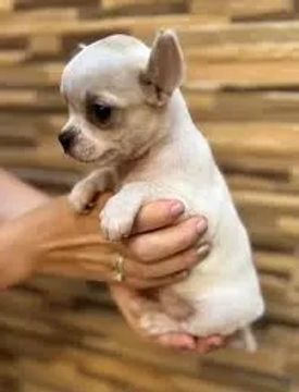 chihuahuas macho e femea disponivel 