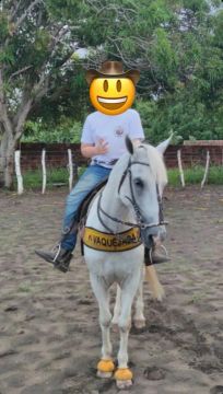 Égua Paint Horse Pra Vender 