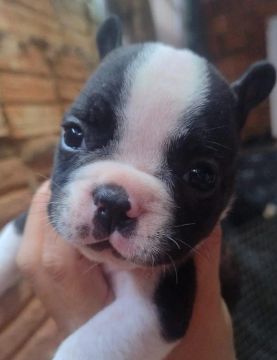 Filhote de Bulldog Francês