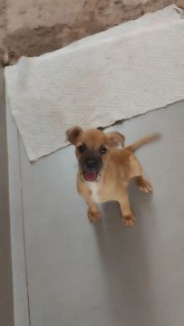 Cachorro filhote 3 meses, misturado com lhasa apso