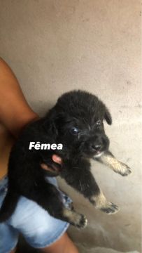 Para adoção 