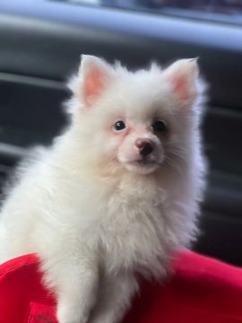 Filhote de Spitz Alemão Branco / Lulu da pomerania