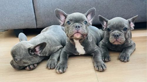 Filhotes de Bulldog Francês Exotico