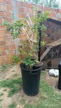 Jabuticaba adulta 