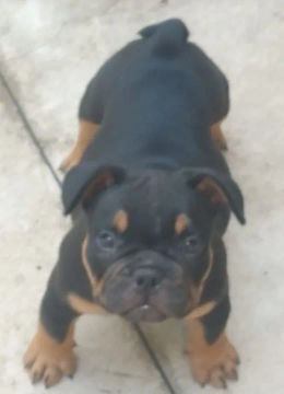 American Bully Exotic macho com pedigree