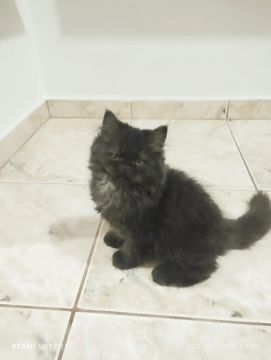 Gatinha persa à venda!
