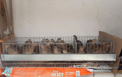 Gaiolas para codornas