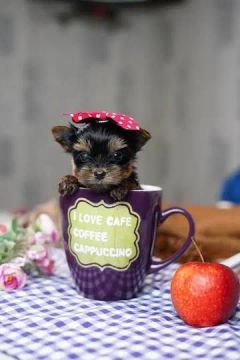 Yorkshire terrier micro