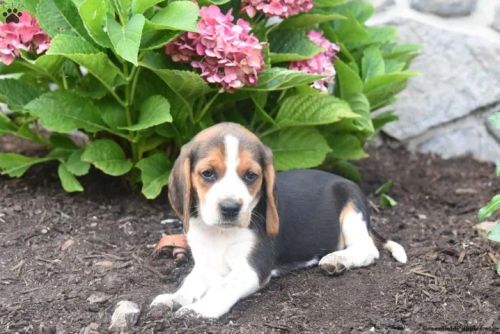 Cachorro Beagle - Fofo e Brincalhão disponíveis