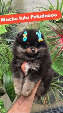 Spitz macho a pronta entrega- Dr Ronan Alves