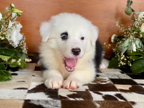 Filhote Border Collie - Olhos azuis triunfo kennel 