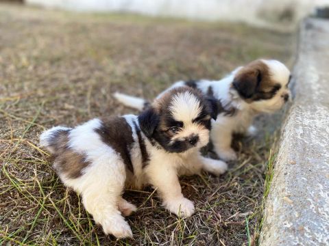 Dois filhotes Shih Tzu 