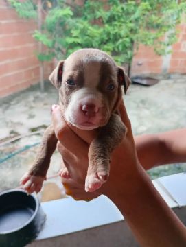 Filhote Pitbull - Lindíssimo!