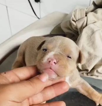 American Bully (MICRO)