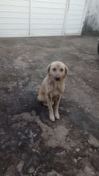 Cãozinho Amigável para Adoção