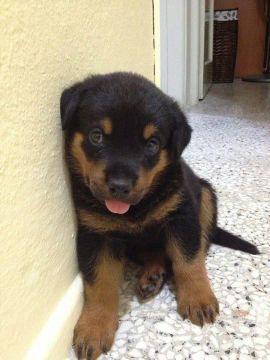 Rottweiler - Proteção e Lealdade Para Sua Família!