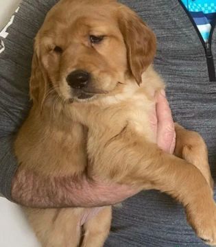 Golden retriever Cores dourada e creme raça muito inteligente *