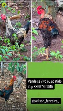 Galos caipira,perus e garrotes