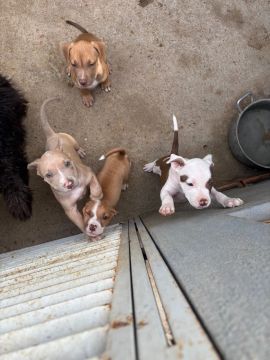 Filhotes de Pitbull