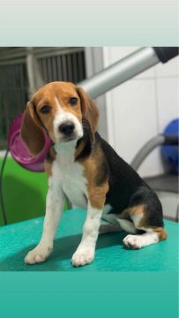 Filhote Beagle - Fofo e Brincalhão