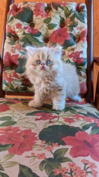 Gatinho Persa 