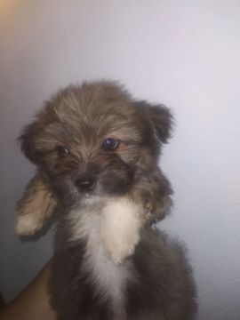 Vendo filhote de lhasa apso 