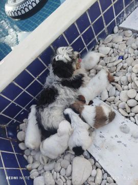 vendo Shih Tzu