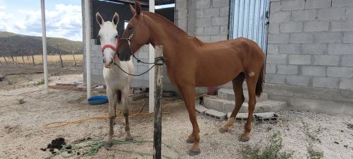 Lote 2 em 1 uma egua com 4,5 anos e uma porta com um ano