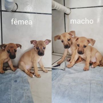 filhotes cachorro 