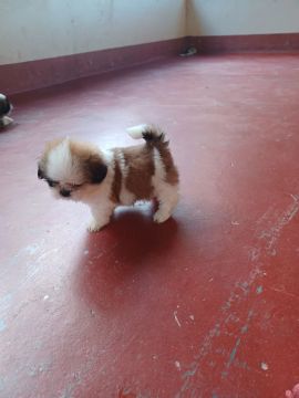 Filhote Shih Tzu