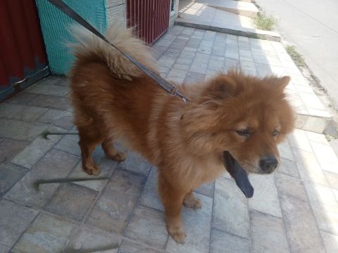 Vendo Chow Chow pra tirar a raça 