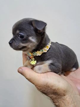 Chihuahua Fêmea Pequeno Gold / dourado : A Beleza Que Vai Iluminar Sua Casa!