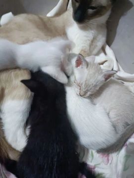 Gatinhos pra doar