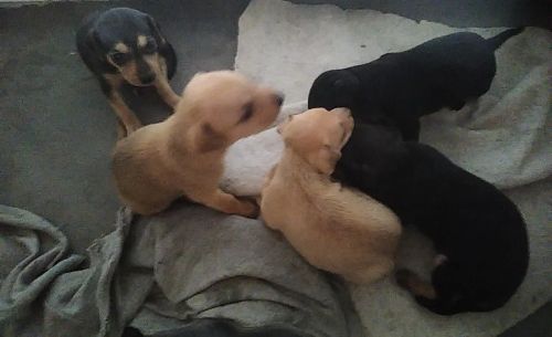 Filhotes de pinscher número 2