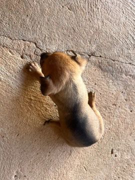 Filhote de Pinscher 