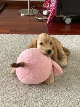 Cocker Spaniel - Amor e Diversão em um Só Cão!