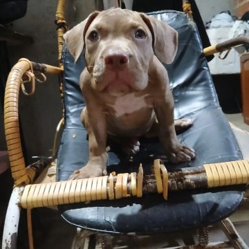 !!Pitmonster macho com pedigree 800rs!!!