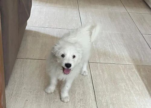 Cachorro para doação