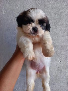 Filhote Shih Tzu para adoção
