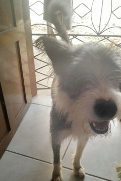 Doa-se esse machinho SRD